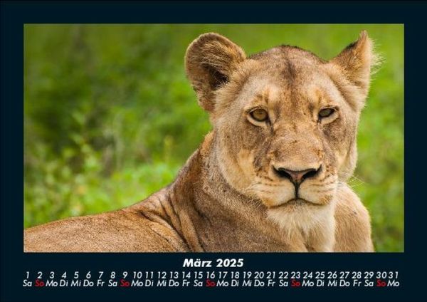 Produktbild: Tiere in der Wildnis 2025 Fotokalender DIN A5
