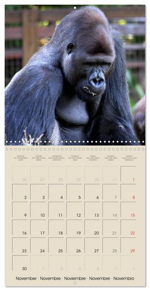 Produktbild: Gorillas &bull; The Gentle Giants (Wall Calendar 2026 12 &times; 12 Inch) CALVENDO 12 Month Wall Calendar