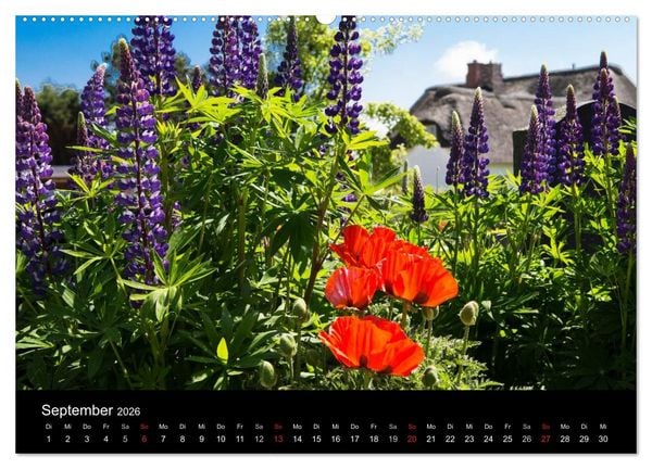 Produktbild: Amrumer Impressionen (Wandkalender 2026 DIN A2 quer), CALVENDO Monatskalender