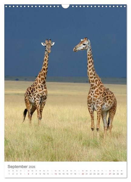 Produktbild: Magie des Augenblicks - Giraffen - Riesen der Savanne (Wandkalender 2026 DIN A3 hoch), CALVENDO Monatskalender