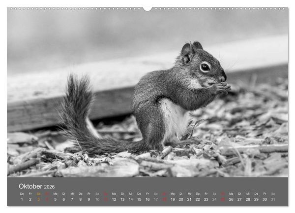 Produktbild: Tierische Augenblicke in Schwarz-Wei&szlig; (hochwertiger Premium Wandkalender 2026 DIN A2 quer), Kunstdruck in Hochglanz