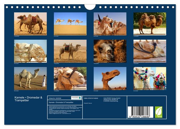 Produktbild: Kamele &bull; Dromedar & Trampeltier (Wandkalender 2026 DIN A4 quer), CALVENDO Monatskalender