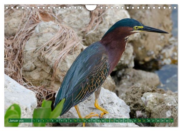 Produktbild: Gr&uuml;nreiher - Krabbenreiher - Nachtreiher (Wandkalender 2026 DIN A4 quer), CALVENDO Monatskalender