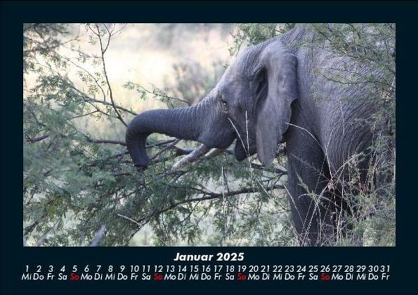 Produktbild: Der Elefantenkalender 2025 Fotokalender DIN A5