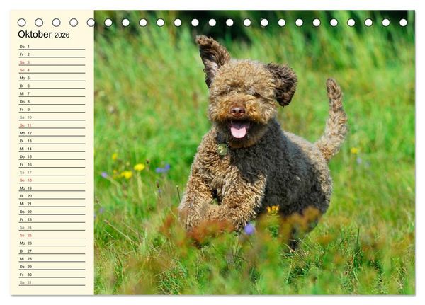 Produktbild: Lagotto Romagnolo - Italienischer Tr&uuml;ffelhund (Tischkalender 2026 DIN A5 quer), CALVENDO Monatskalender