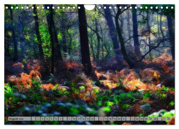 Produktbild: Spaziergang durch den Zauberwald (Wandkalender 2026 DIN A4 quer), CALVENDO Monatskalender