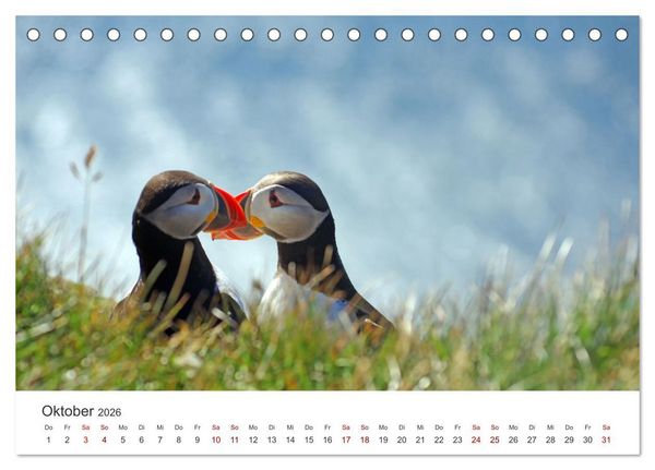 Produktbild: Papageitaucher - Clowns der nordischen Vogelwelt (Tischkalender 2026 DIN A5 quer), CALVENDO Monatskalender