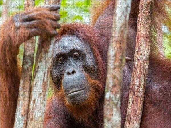 Produktbild: CALVENDO Puzzle Orang Utan in Kalimantan - Borneo | 1000 Teile Lege-Gr&ouml;&szlig;e 64x48cm Foto-Puzzle f&uuml;r gl&uuml;ckliche Stunden