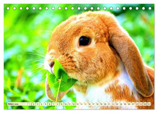Produktbild: Nagetiere. Hamster, Kaninchen und Co. (Tischkalender 2026 DIN A5 quer), CALVENDO Monatskalender