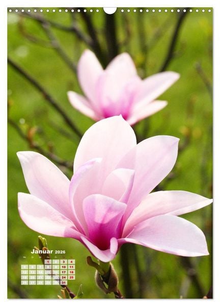 Produktbild: Magnolien Ein Fr&uuml;hlingstraum (Wandkalender 2026 DIN A3 hoch), CALVENDO Monatskalender
