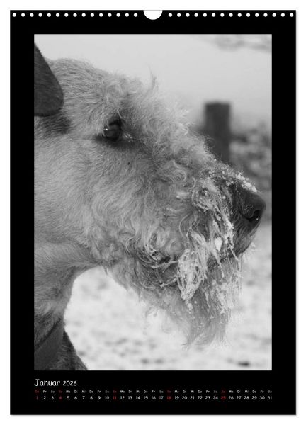 Produktbild: Der Airedale: Portraits eines "Dickkopfes" (Wandkalender 2026 DIN A3 hoch), CALVENDO Monatskalender
