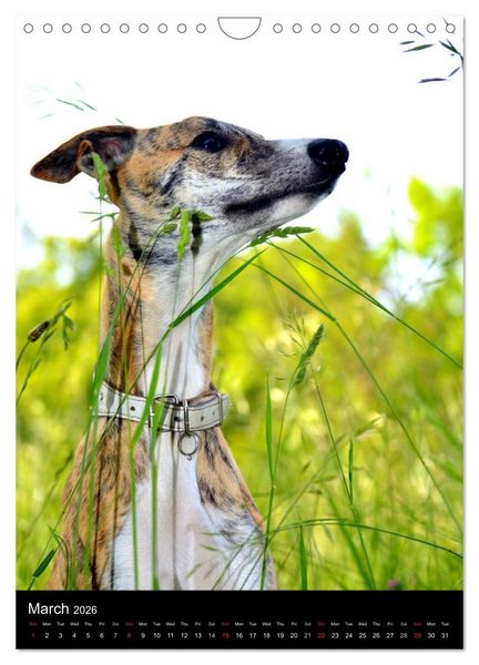 Produktbild: Beautiful Whippets (Wall Calendar 2026 DIN A4 portrait), CALVENDO 12 Month Wall Calendar