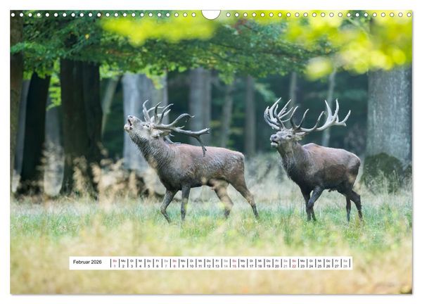Produktbild: Faszination Hirschbrunft (Wandkalender 2026 DIN A3 quer), CALVENDO Monatskalender