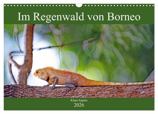 Im Regenwald von Borneo (Wandkalender 2026 DIN A3 quer), CALVENDO Monatskalender