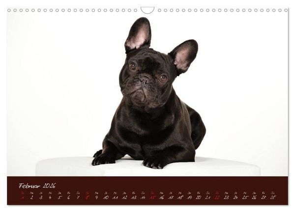 Produktbild: Franz&ouml;sische Bulldoggen (Wandkalender 2026 DIN A3 quer), CALVENDO Monatskalender
