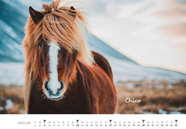 Produktbild: Pferde Kalender 2027 Wandkalender