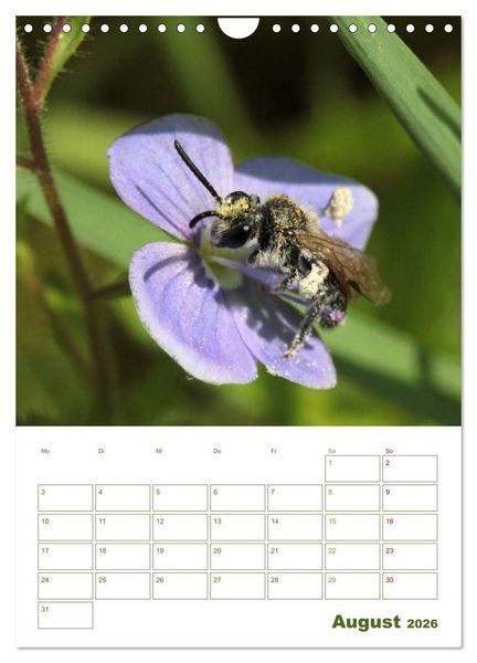 Produktbild: Wildbienen-Terminplaner 2026 (Wandkalender 2026 DIN A4 hoch), CALVENDO Monatskalender