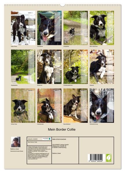 Produktbild: Mein Border Collie (hochwertiger Premium Wandkalender 2026 DIN A2 hoch), Kunstdruck in Hochglanz
