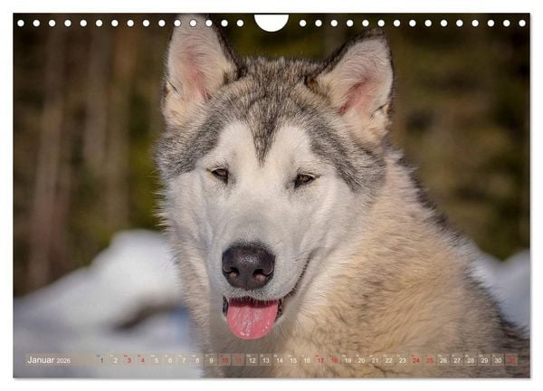 Produktbild: Alaskan Malamute in seinem Element (Wandkalender 2026 DIN A4 quer), CALVENDO Monatskalender