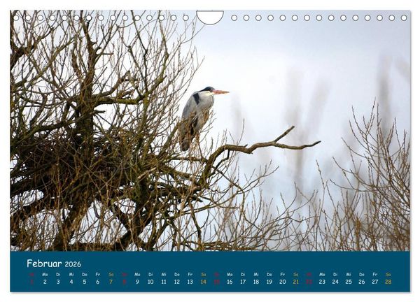 Produktbild: Naturschutzgebiet W&uuml;mme (Wandkalender 2026 DIN A4 quer), CALVENDO Monatskalender