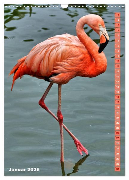 Produktbild: Rosarote Flamingo (Wandkalender 2026 DIN A3 hoch), CALVENDO Monatskalender