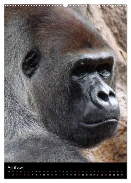 Produktbild: Gorillas (Wandkalender 2026 DIN A2 hoch), CALVENDO Monatskalender