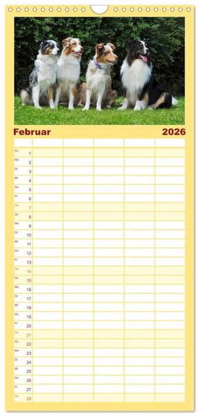 Produktbild: Familienplaner 2026 - Bekannt wie ein bunter Hund. Australian Shepherd mit 5 Spalten (Wandkalender, 21 x 45 cm) CALVENDO