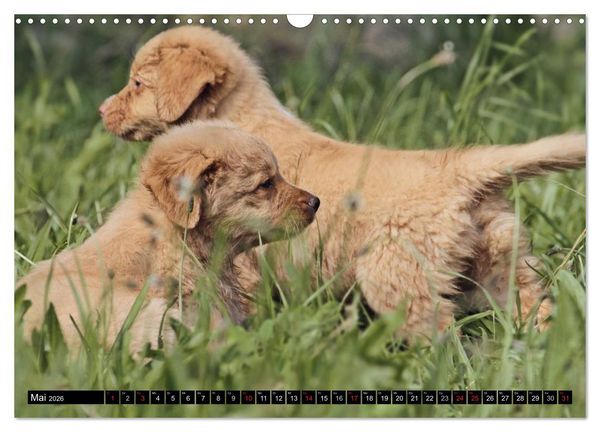 Produktbild: Nova Scotia Duck Tolling Retriever (Wandkalender 2026 DIN A3 quer), CALVENDO Monatskalender