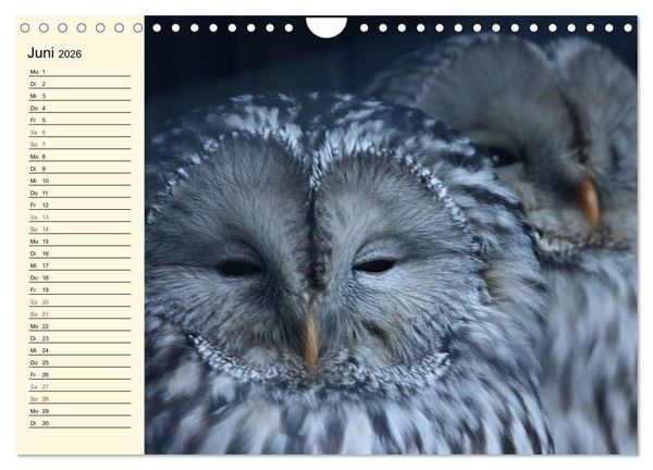 Produktbild: Greifv&ouml;gel (Wandkalender 2026 DIN A4 quer), CALVENDO Monatskalender