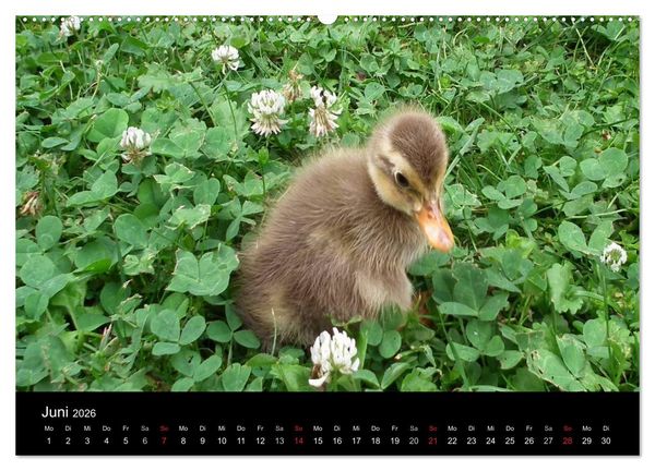 Produktbild: Laufentenk&uuml;ken - Sunny (Wandkalender 2026 DIN A2 quer), CALVENDO Monatskalender