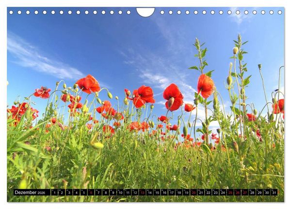 Produktbild: Mohnblumen (Wandkalender 2026 DIN A4 quer), CALVENDO Monatskalender