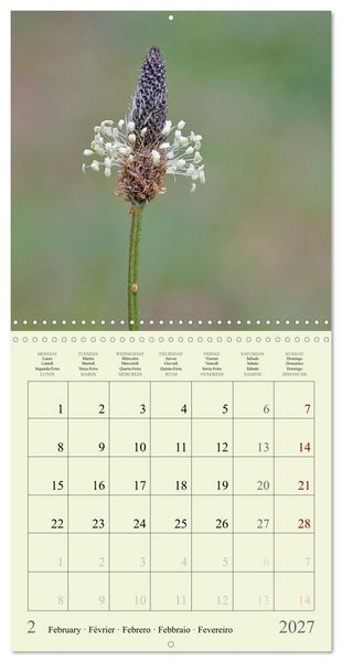 Produktbild: Petites fleurs color&eacute;es (Calendrier mural carr&eacute; 2027 30x30 cm) Calendrier double avec une page pour vos prises de notes