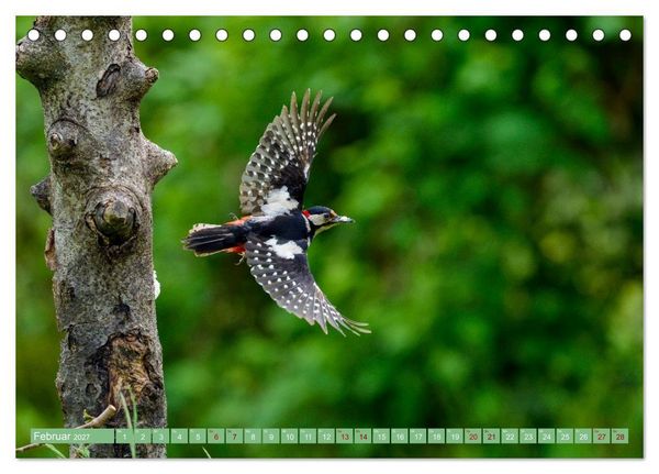 Produktbild: Buntspechte im Flug (Tischkalender 2027 DIN A5 quer), CALVENDO Monatskalender