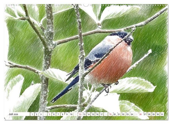 Produktbild: Schottlands Vogelwelt - Ein Portr&auml;t in Zeichnungen (hochwertiger Premium Wandkalender 2026 DIN A2 quer), Kunstdruck in Hochglanz