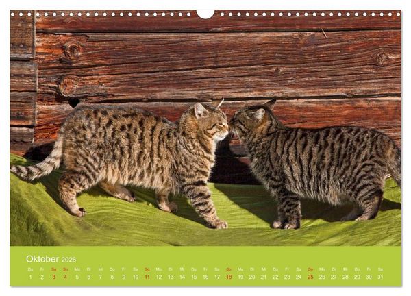 Produktbild: Wir sind die Stars am Bauernhof (Wandkalender 2026 DIN A3 quer), CALVENDO Monatskalender