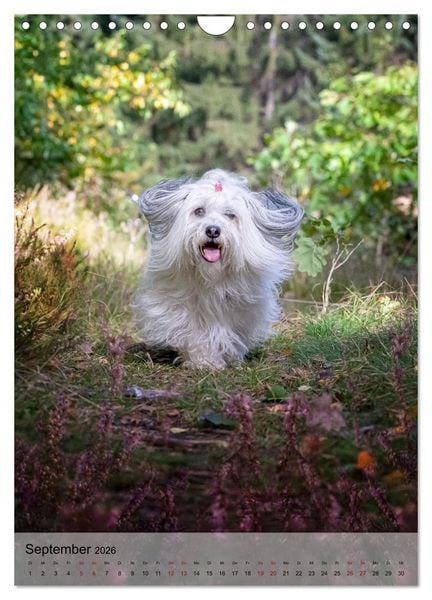Produktbild: Witzige Hunde (Wandkalender 2026 DIN A4 hoch), CALVENDO Monatskalender