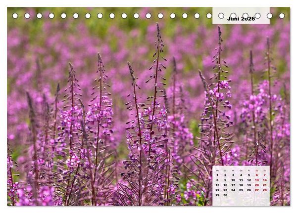 Produktbild: Rh&ouml;ner R&ouml;schen - ein Sommerm&auml;rchen in der Hochrh&ouml;n (Tischkalender 2026 DIN A5 quer), CALVENDO Monatskalender