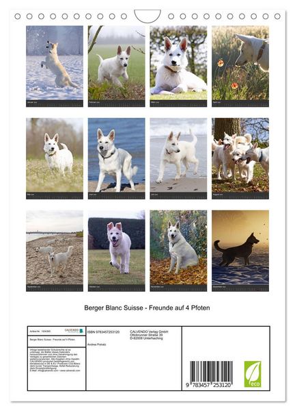 Produktbild: Berger Blanc Suisse - Freunde auf 4 Pfoten (Wandkalender 2026 DIN A4 hoch), CALVENDO Monatskalender