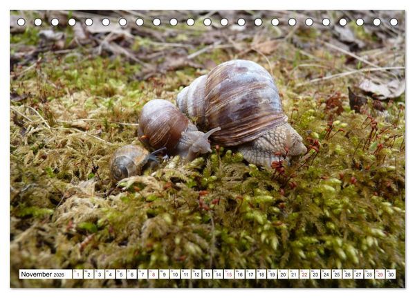 Produktbild: Meine Schnecken (Tischkalender 2026 DIN A5 quer), CALVENDO Monatskalender