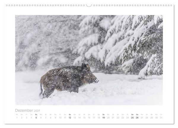 Produktbild: Wildschweine &ndash; Wildlife Fotografien (Wandkalender 2027 DIN A2 quer), CALVENDO Monatskalender