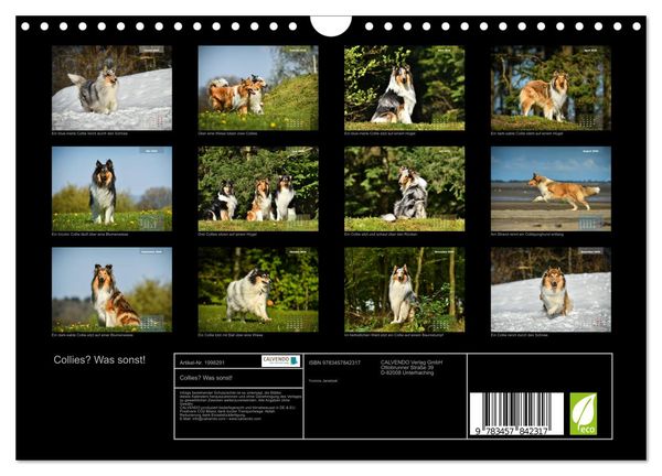 Produktbild: Collies? Was sonst! (Wandkalender 2026 DIN A4 quer), CALVENDO Monatskalender