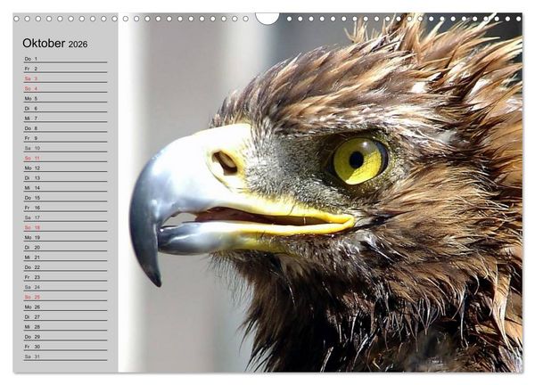 Produktbild: Adler und Greife. K&ouml;nige des Himmels (Wandkalender 2026 DIN A3 quer), CALVENDO Monatskalender