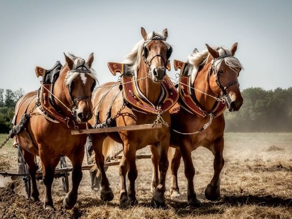 Produktbild: CALVENDO Puzzle Ein Motiv aus dem Kalender Landwirtschaft - Bilder von einst | 1000 Teile Lege-Gr&ouml;&szlig;e 64x48cm Foto-Puzzle f&uuml;r gl&uuml;ckliche Stunden