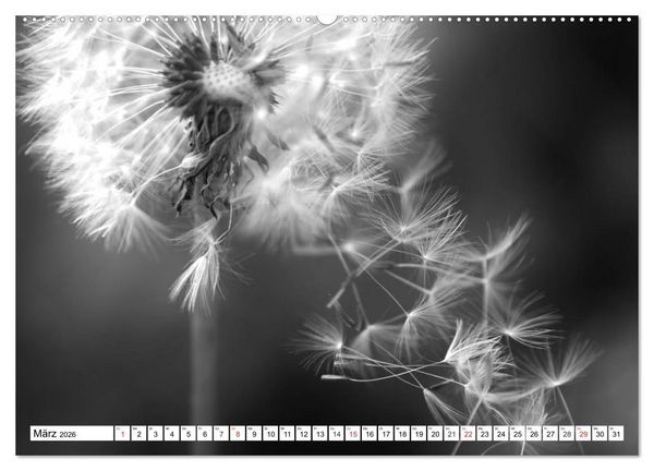 Produktbild: Pusteblumenzauber in schwarzwei&szlig; (Wandkalender 2026 DIN A2 quer), CALVENDO Monatskalender
