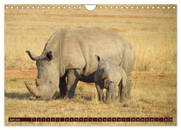 Produktbild: Afrikas wilde Sch&ouml;nheiten (Wandkalender 2026 DIN A4 quer), CALVENDO Monatskalender