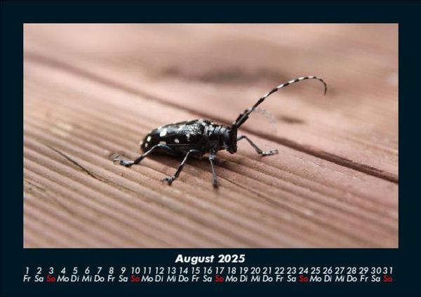 Produktbild: Waldbewohner 2025 Fotokalender DIN A5