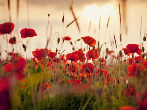 Produktbild: CALVENDO Puzzle Mohnblumen im Abendlicht | 1000 Teile Lege-Gr&ouml;&szlig;e 64x48cm Foto-Puzzle f&uuml;r gl&uuml;ckliche Stunden