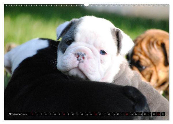 Produktbild: Bulldogs - Old English Bulldog Puppies (High Quality Premium Wall Calendar 2026 DIN A2 landscape),CALVENDO 12 Month Wall Calendar
