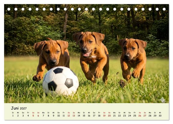 Produktbild: Rhodesian Ridgeback - Welpenzauber (Tischkalender 2027 DIN A5 quer), CALVENDO Monatskalender