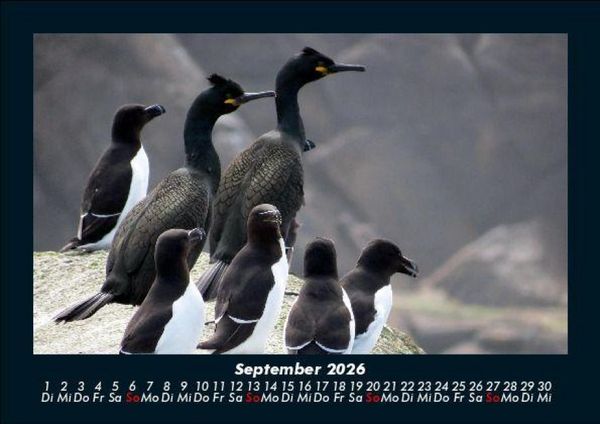 Produktbild: Der Tierkalender 2026 Fotokalender DIN A5